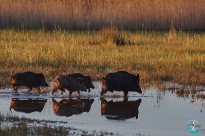 Herd of wild boars