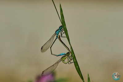 Mating of demselfly