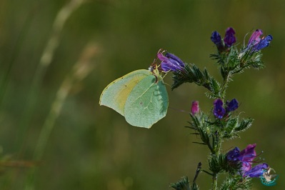 Butterfly Citron