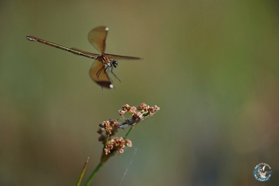Caloptéryx in flight