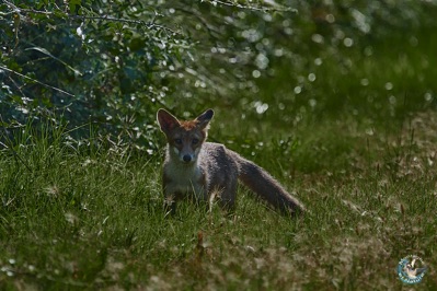 Young Red-Fox