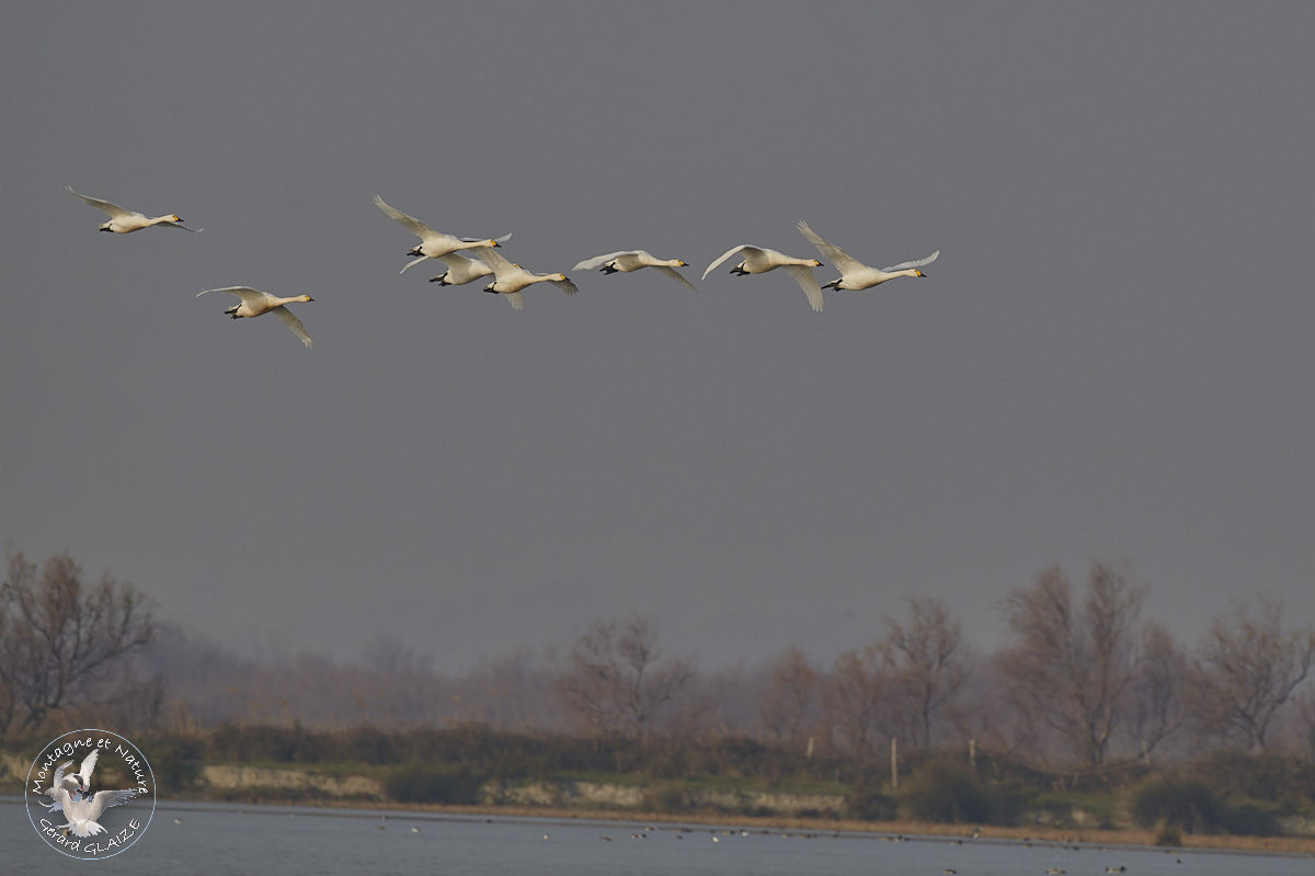 Flight of Tundra Swan