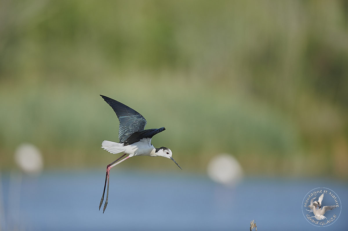 Black-winged Stilt in flight