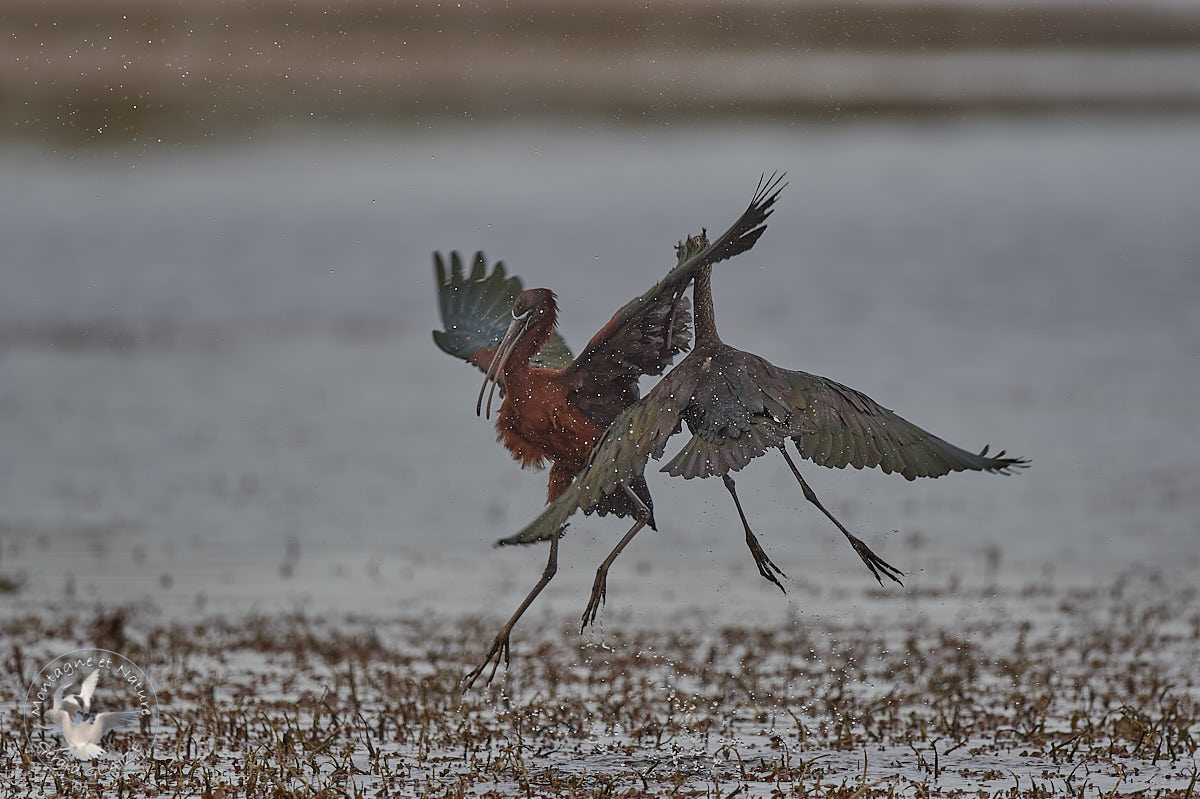 Quarrel of Glossy Ibis