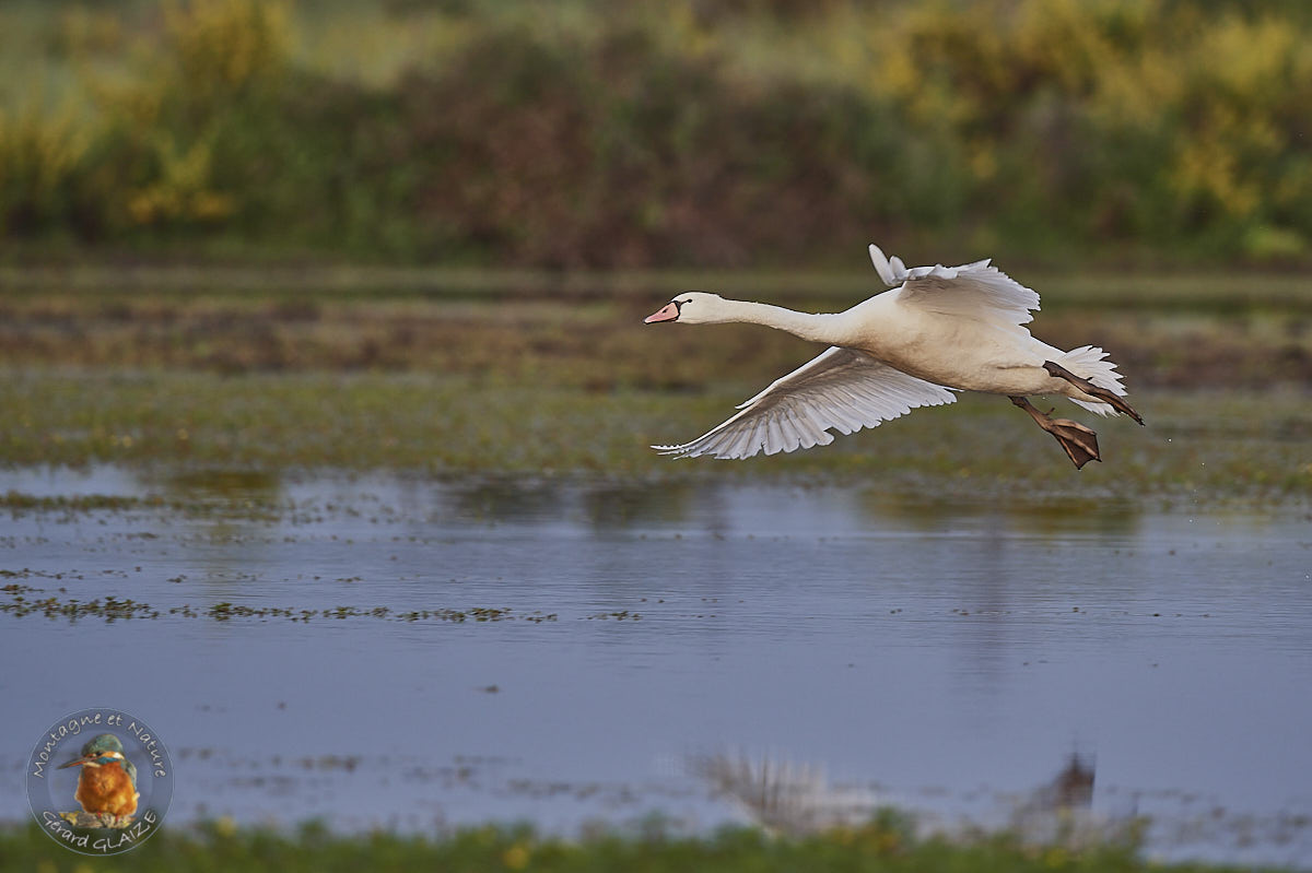 Mute Swan landing on the swamp
