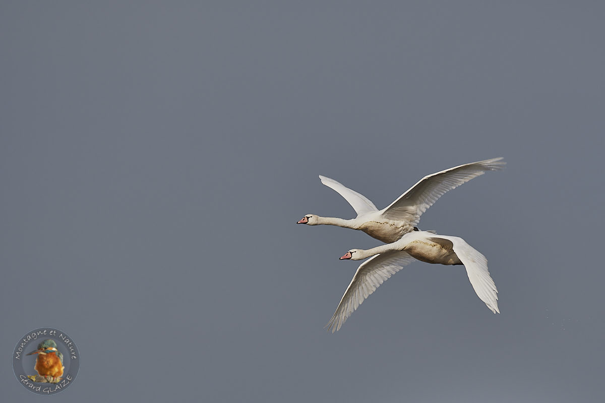 Mute Swan in flight
