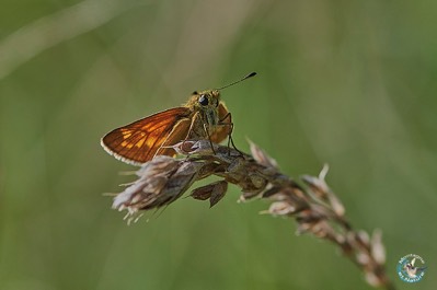 Papillon Sylvaine
