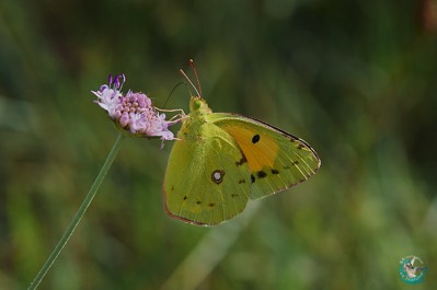 Papillon Souci