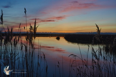 Sunset over the ponds - Camargue