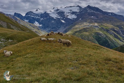 The Alps - Pastoralisme